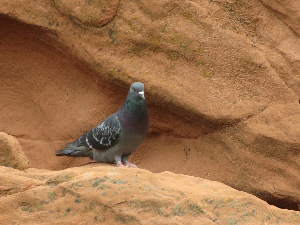 Rock Pigeon (Feral Pigeon) - ML620723302