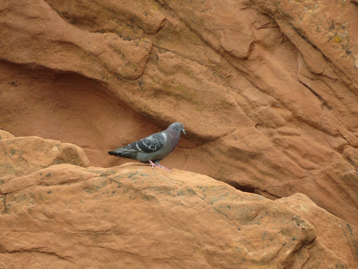 Rock Pigeon (Feral Pigeon) - ML620723303
