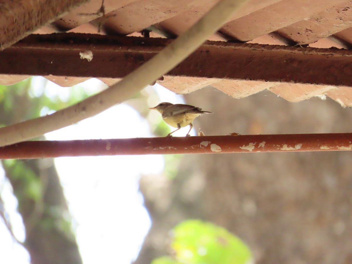 Sulphur-bellied Warbler - ML620723310