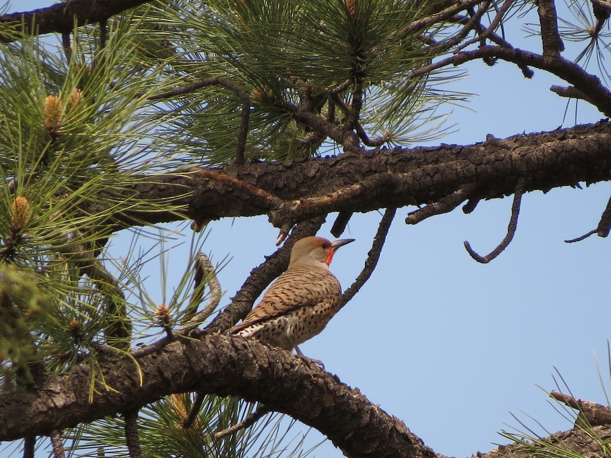 Northern Flicker - ML620723327