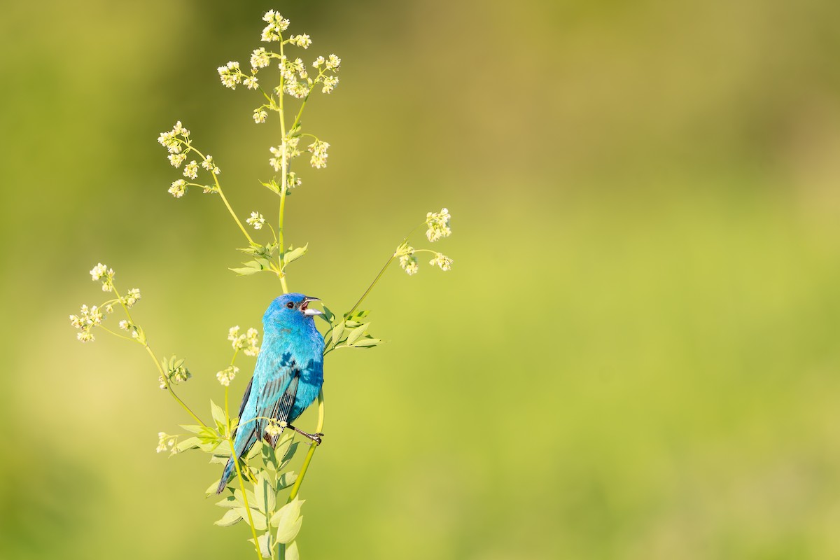 Indigo Bunting - ML620723328