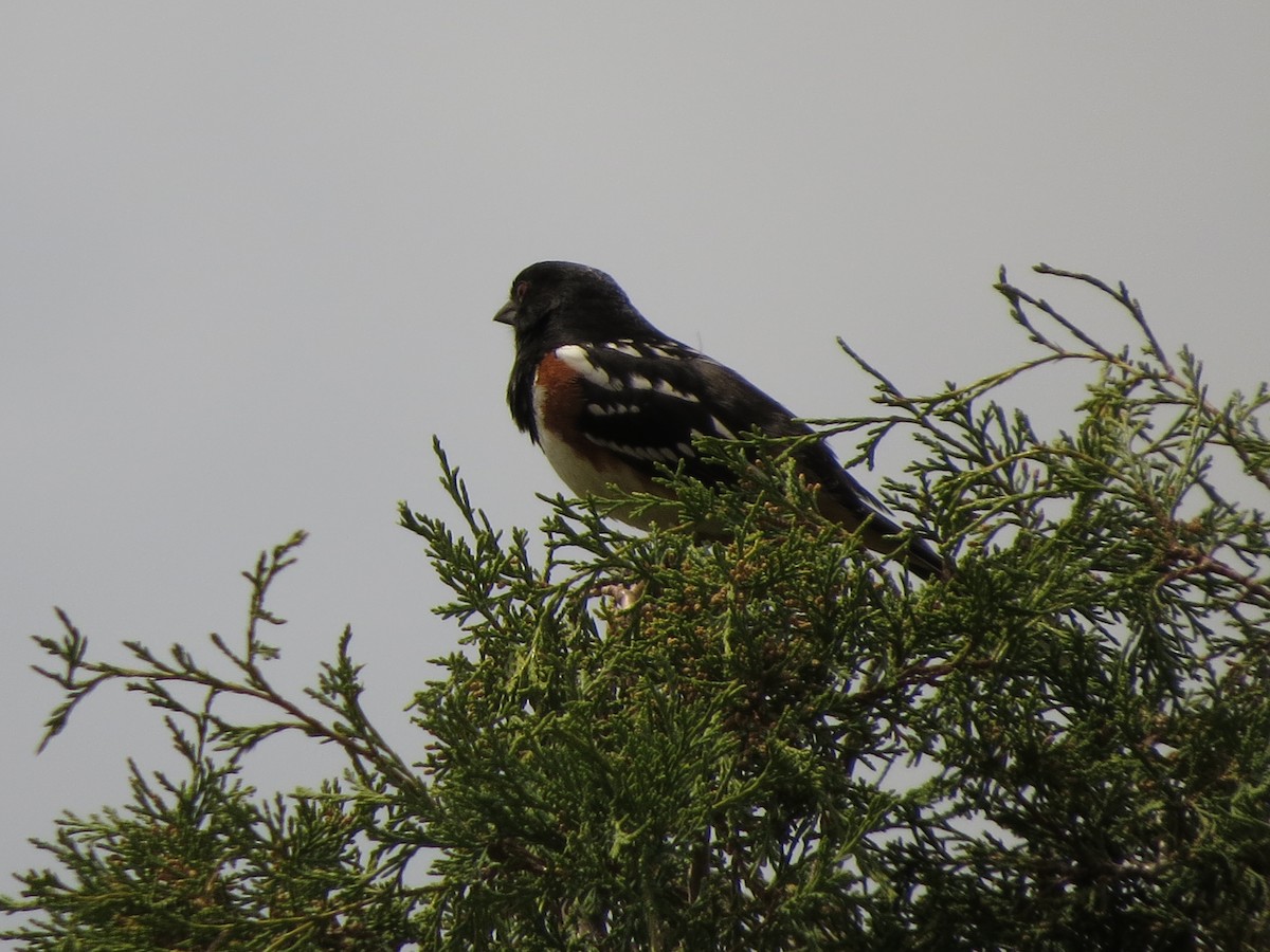 Spotted Towhee - ML620723333
