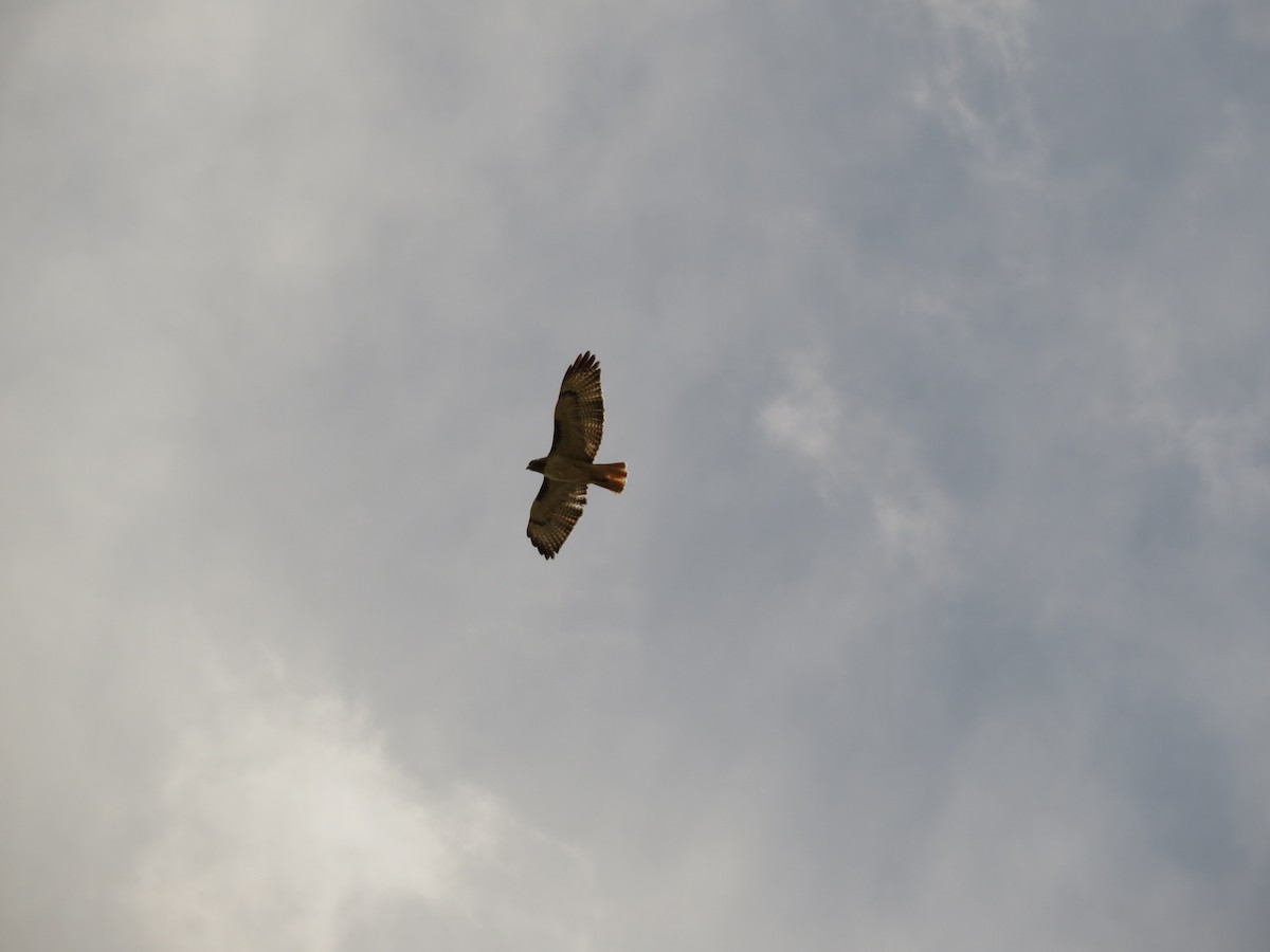 Red-tailed Hawk - ML620723340