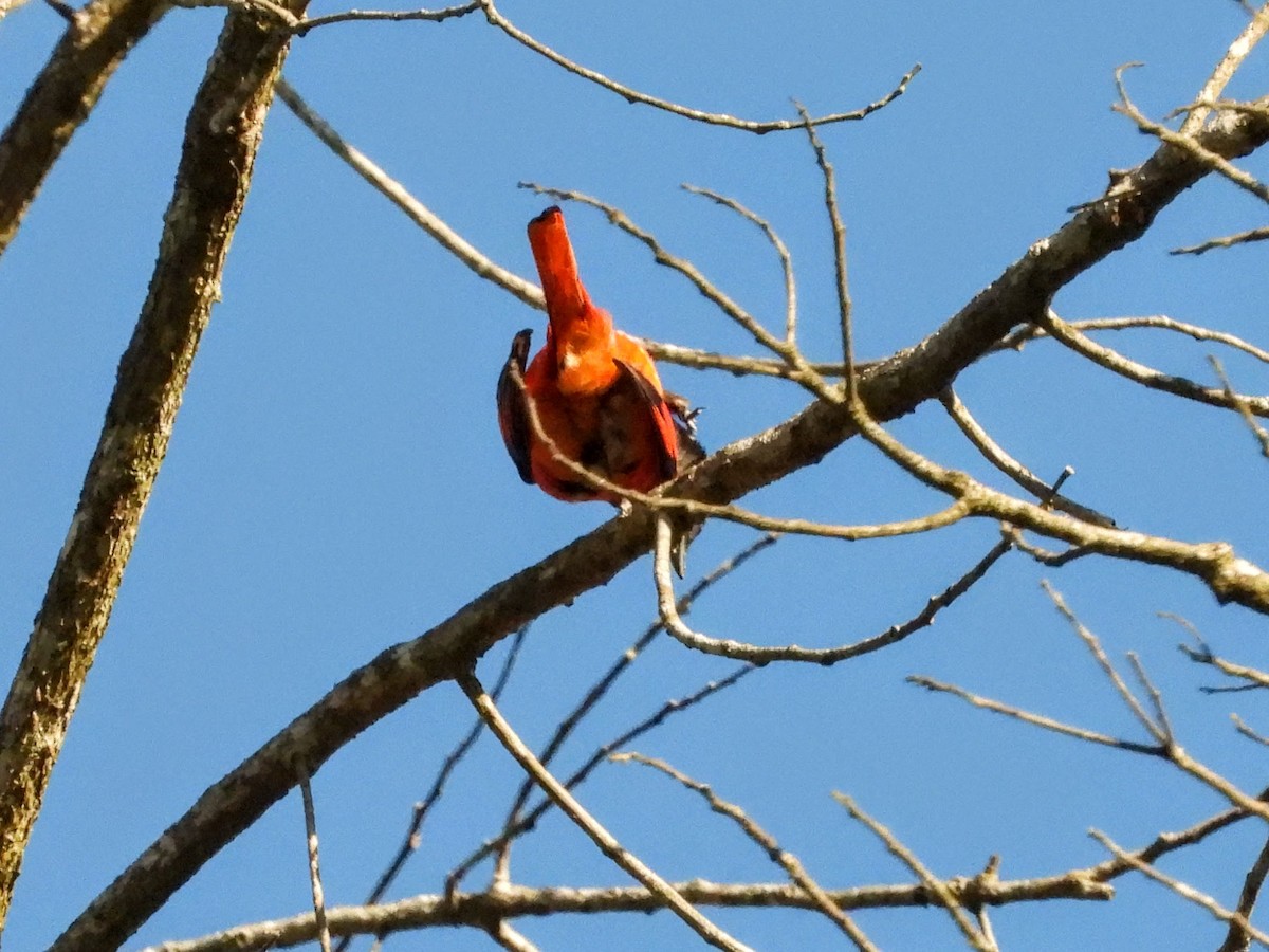 Short-billed Minivet - ML620723343