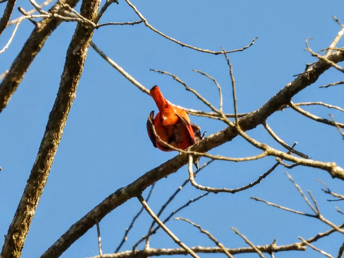 Short-billed Minivet - ML620723344