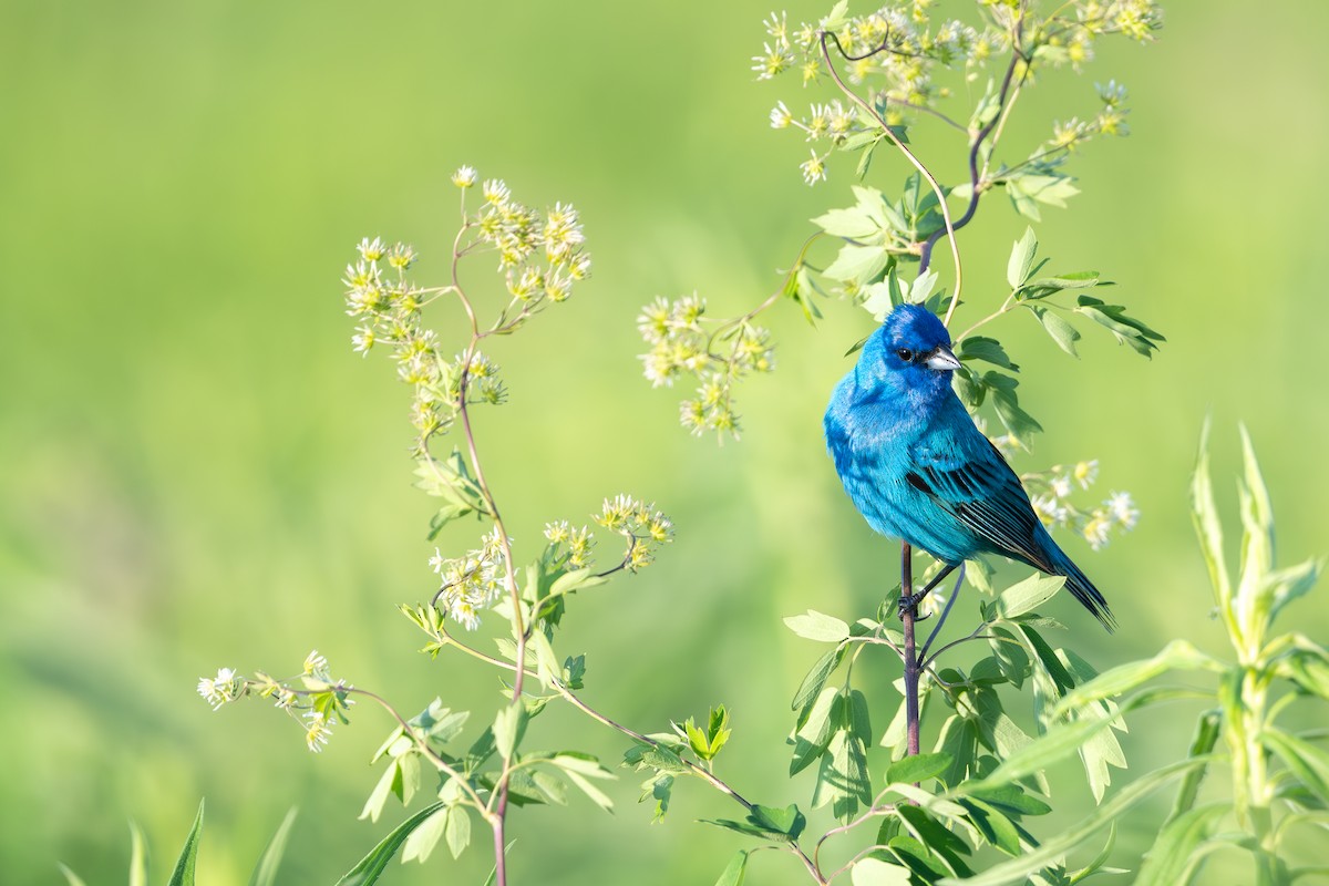 Indigo Bunting - Martin Kaehrle