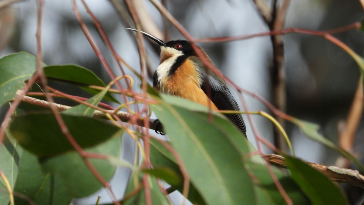 Eastern Spinebill - ML620723368