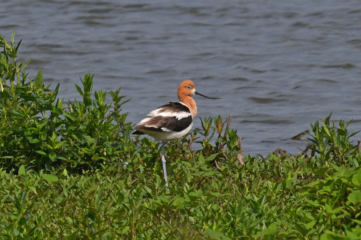 American Avocet - ML620723369