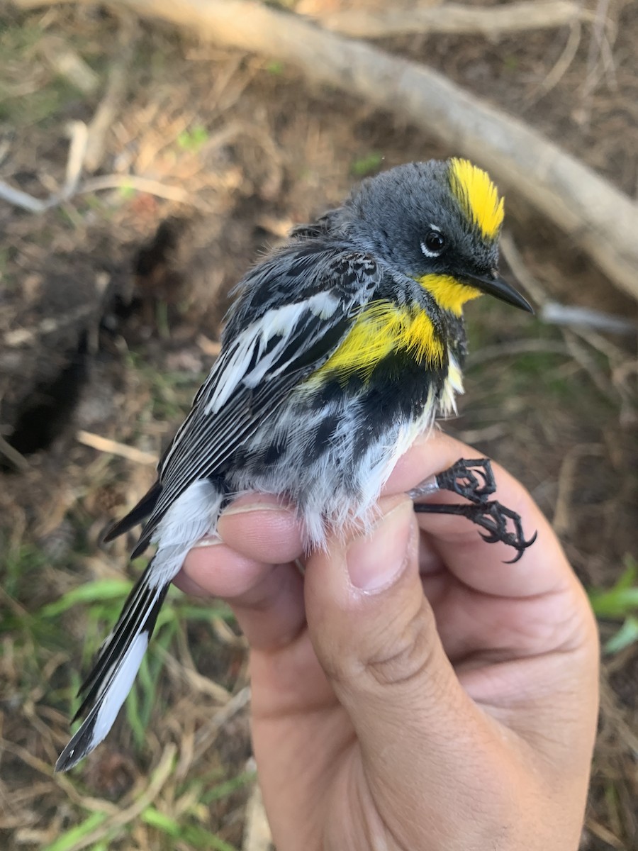 Yellow-rumped Warbler (Audubon's) - ML620723372