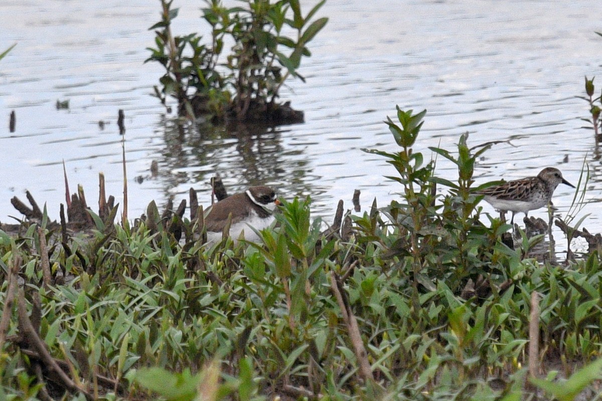 Semipalmated Plover - ML620723375