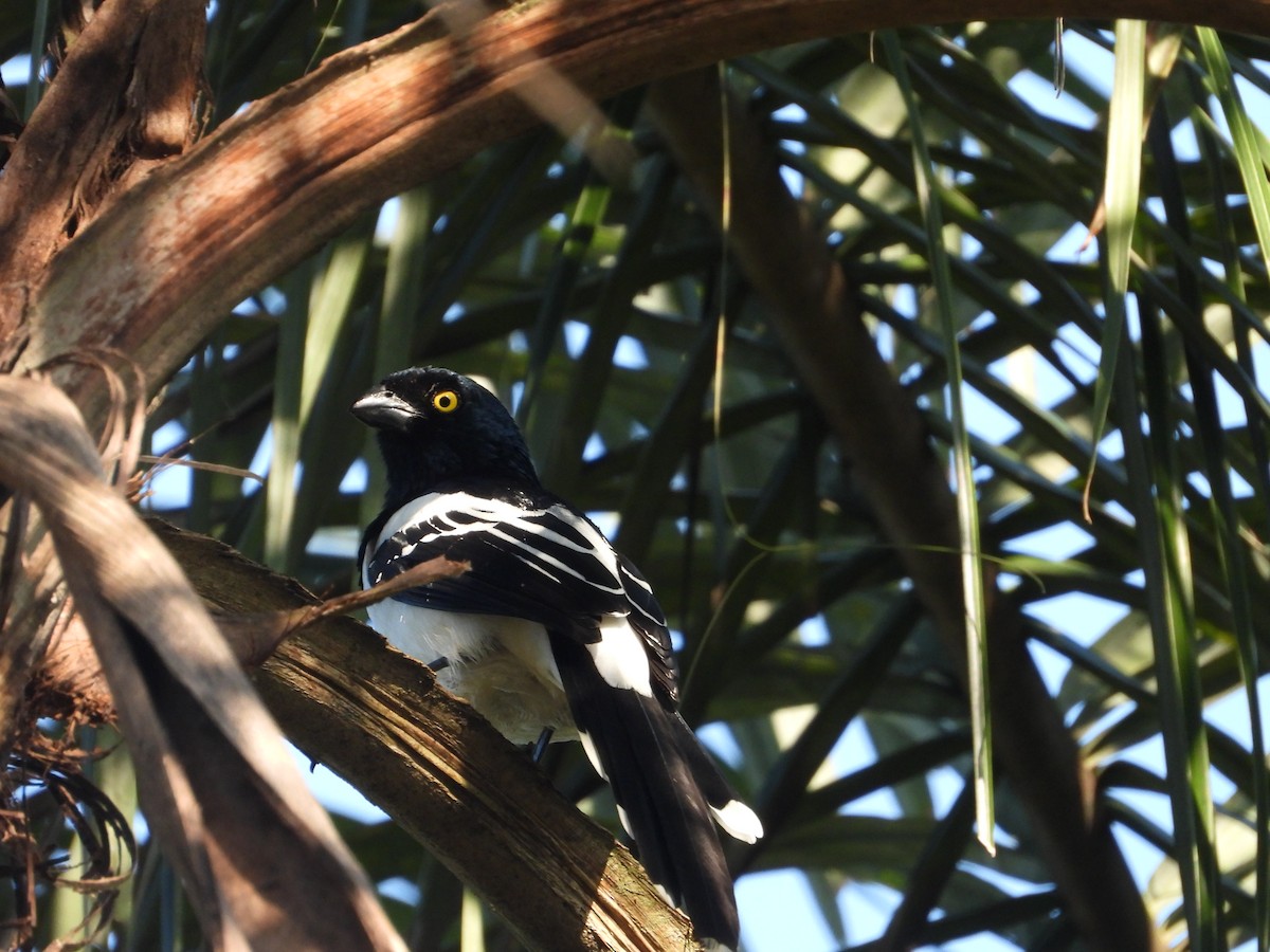 Magpie Tanager - ML620723398