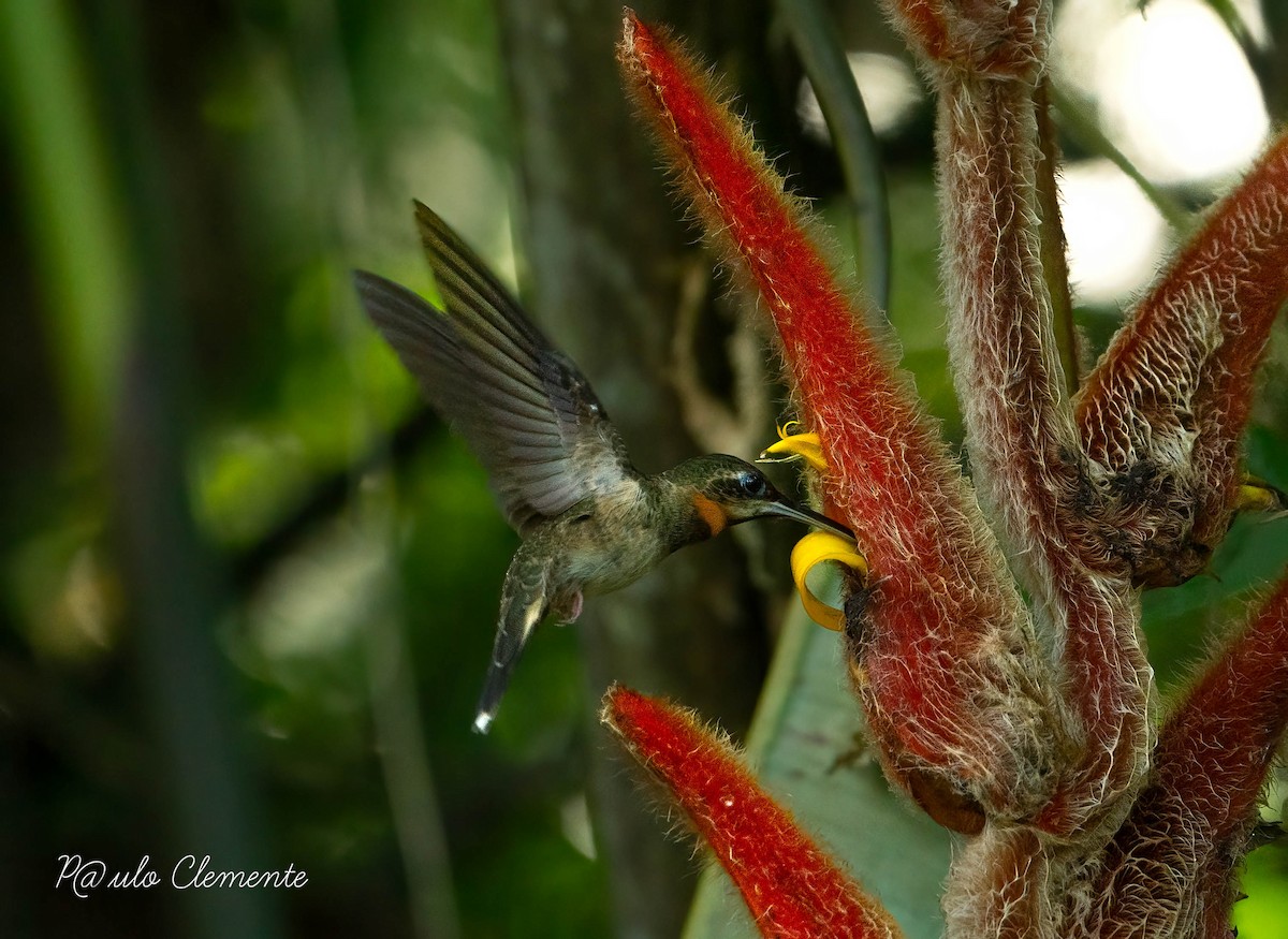 Pale-tailed Barbthroat - ML620723400