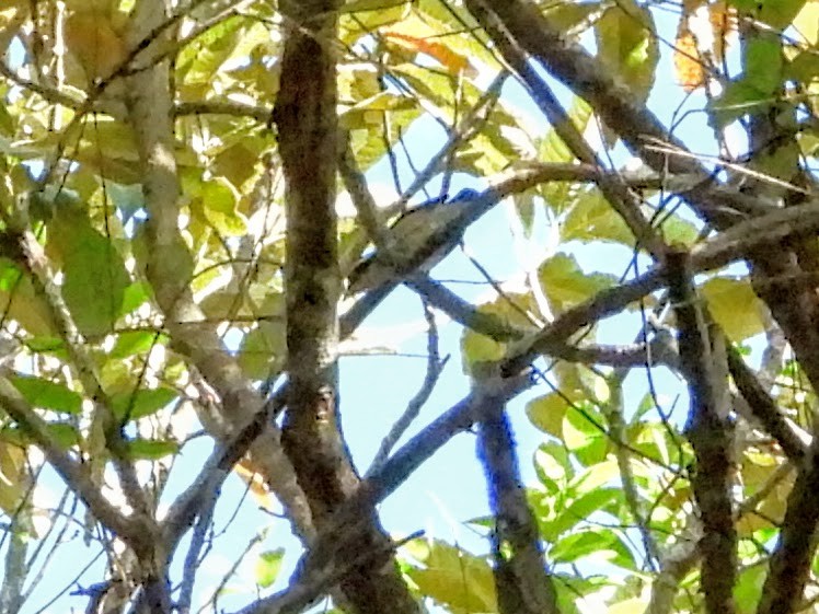 White-browed Shrike-Babbler (Blyth's) - ML620723402