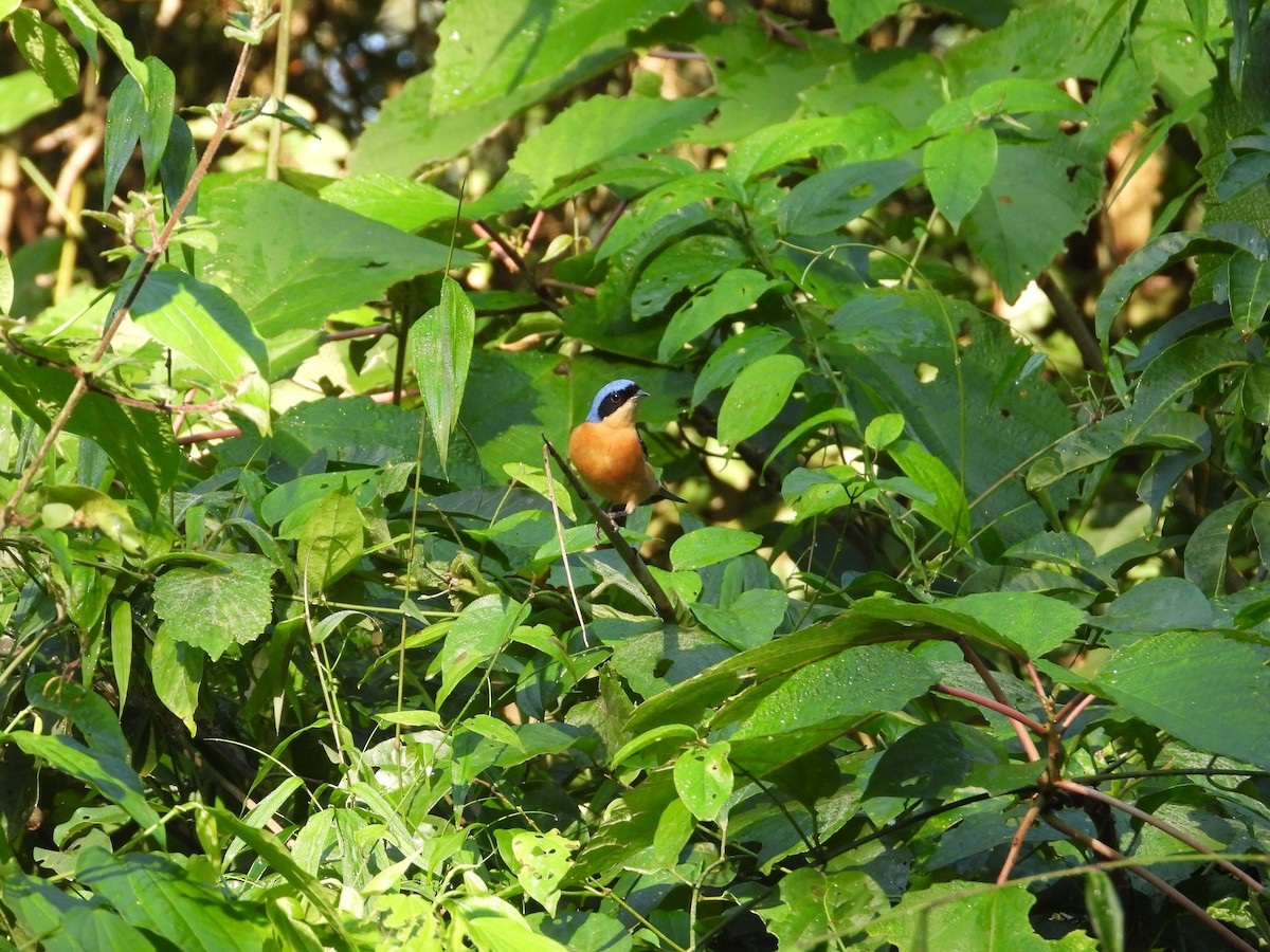 Fawn-breasted Tanager - ML620723417