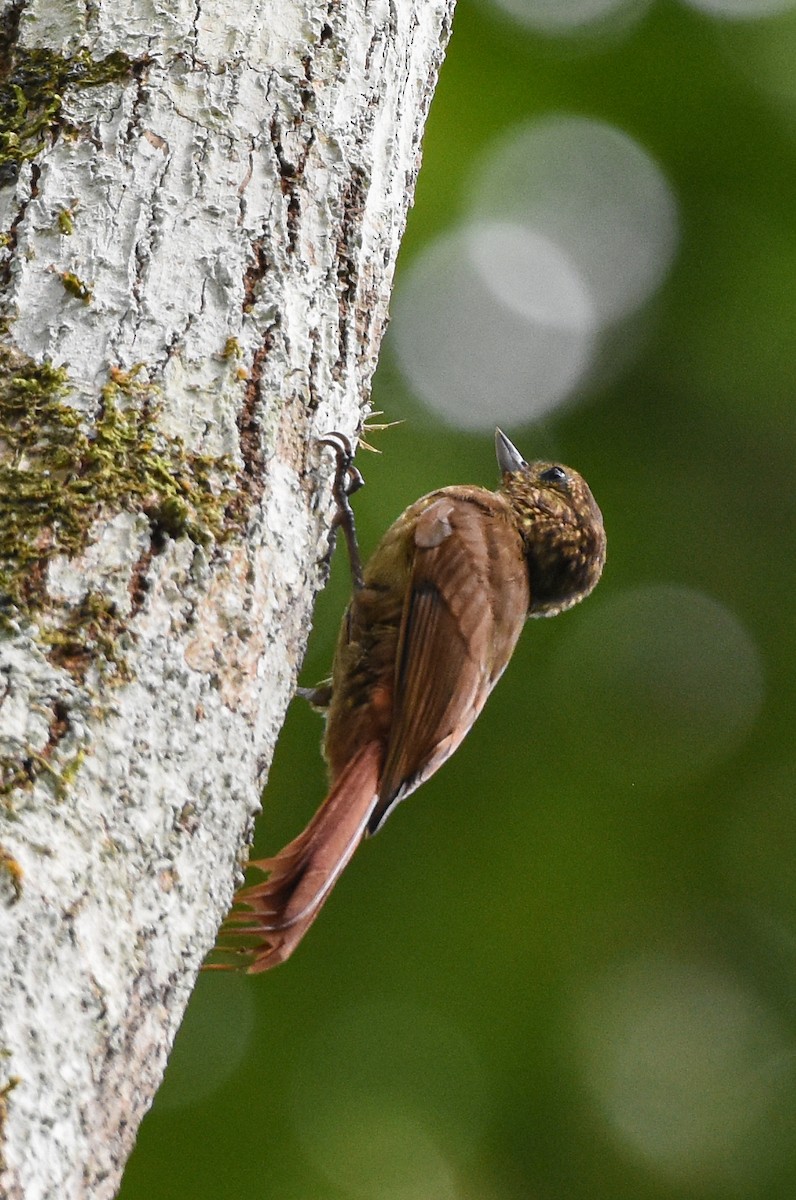 kilenebbtreløper (pectoralis gr.) - ML620723418