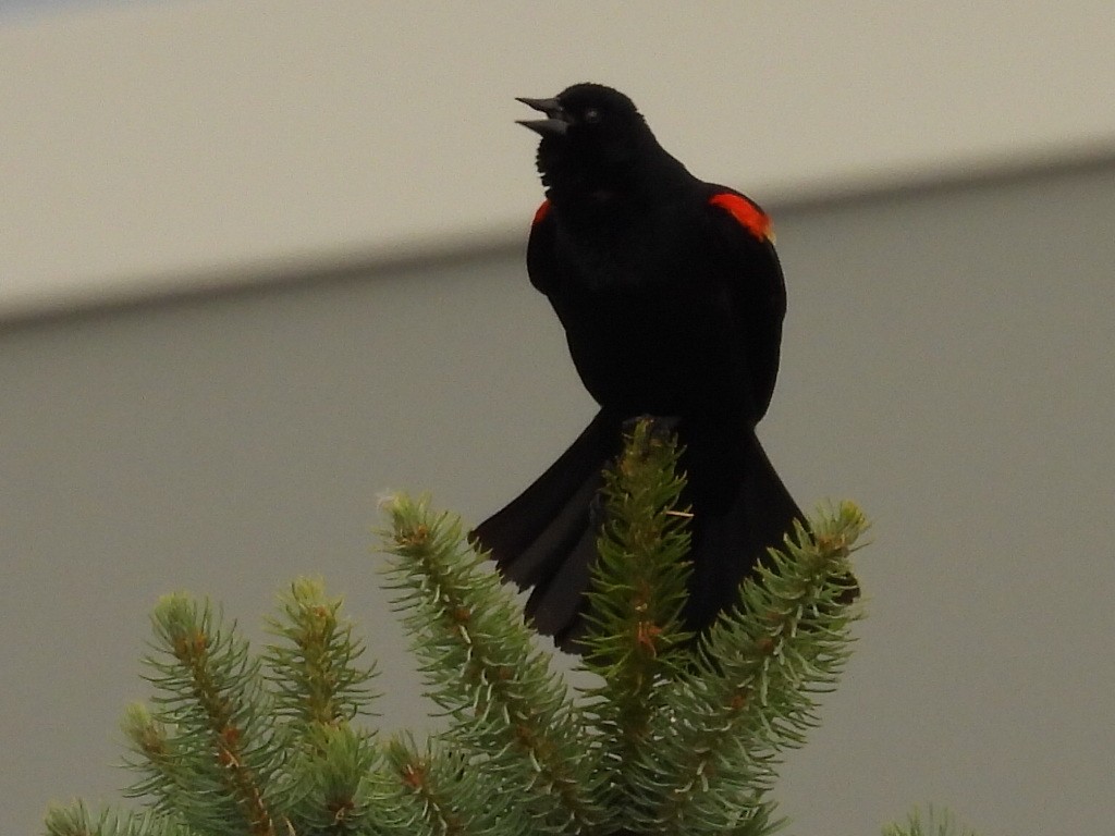 Red-winged Blackbird - ML620723421