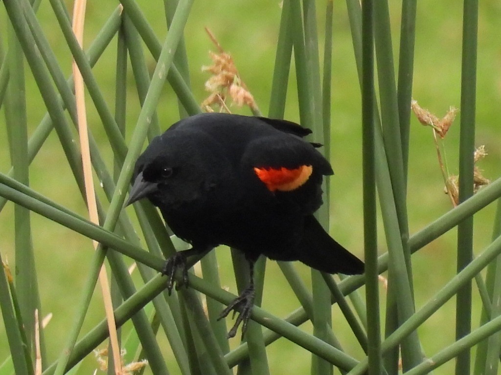 Red-winged Blackbird - ML620723422