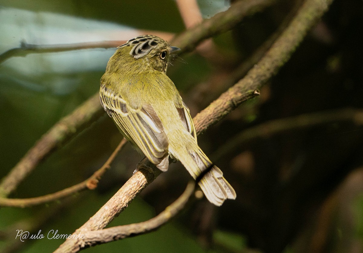 Double-banded Pygmy-Tyrant - ML620723426