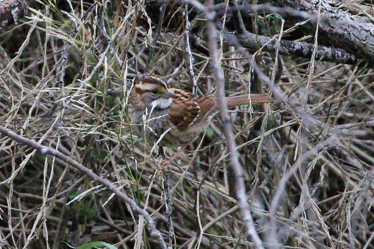 Bruant à gorge blanche - ML620723429