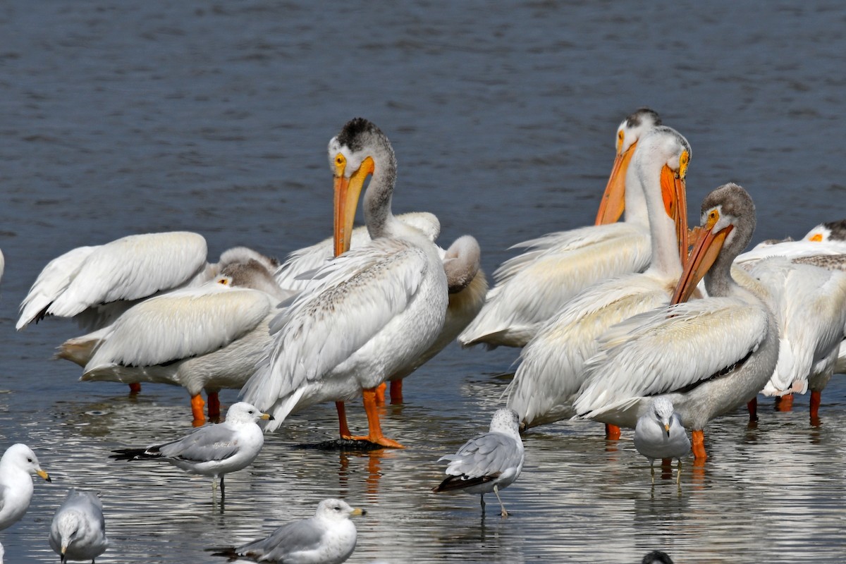 American White Pelican - ML620723431