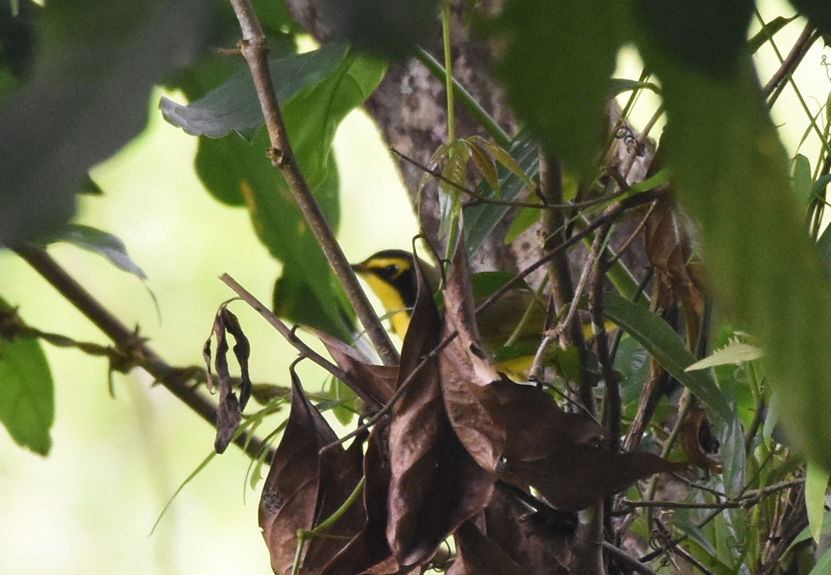 Kentucky Warbler - ML620723442