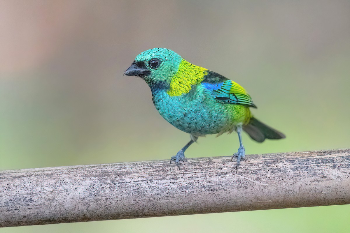 Green-headed Tanager - ML620723443