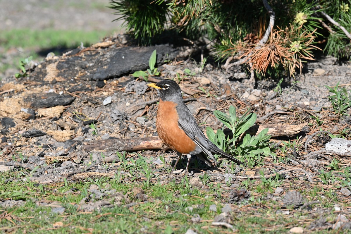 American Robin - ML620723451