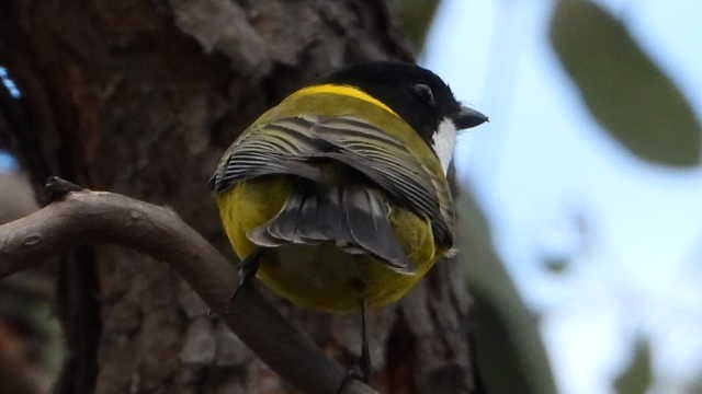 Golden Whistler - ML620723454