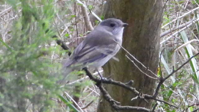 Golden Whistler - ML620723457