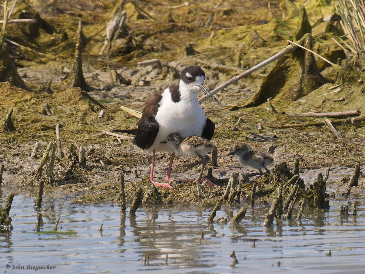 Schwarznacken-Stelzenläufer - ML620723458