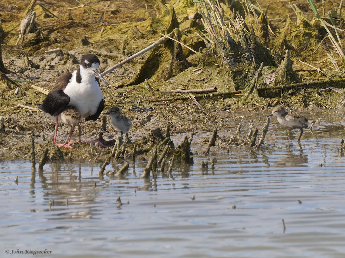 Black-necked Stilt - ML620723461