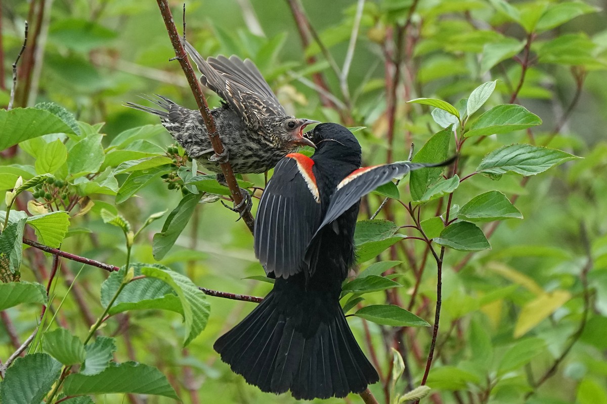 Red-winged Blackbird - ML620723469