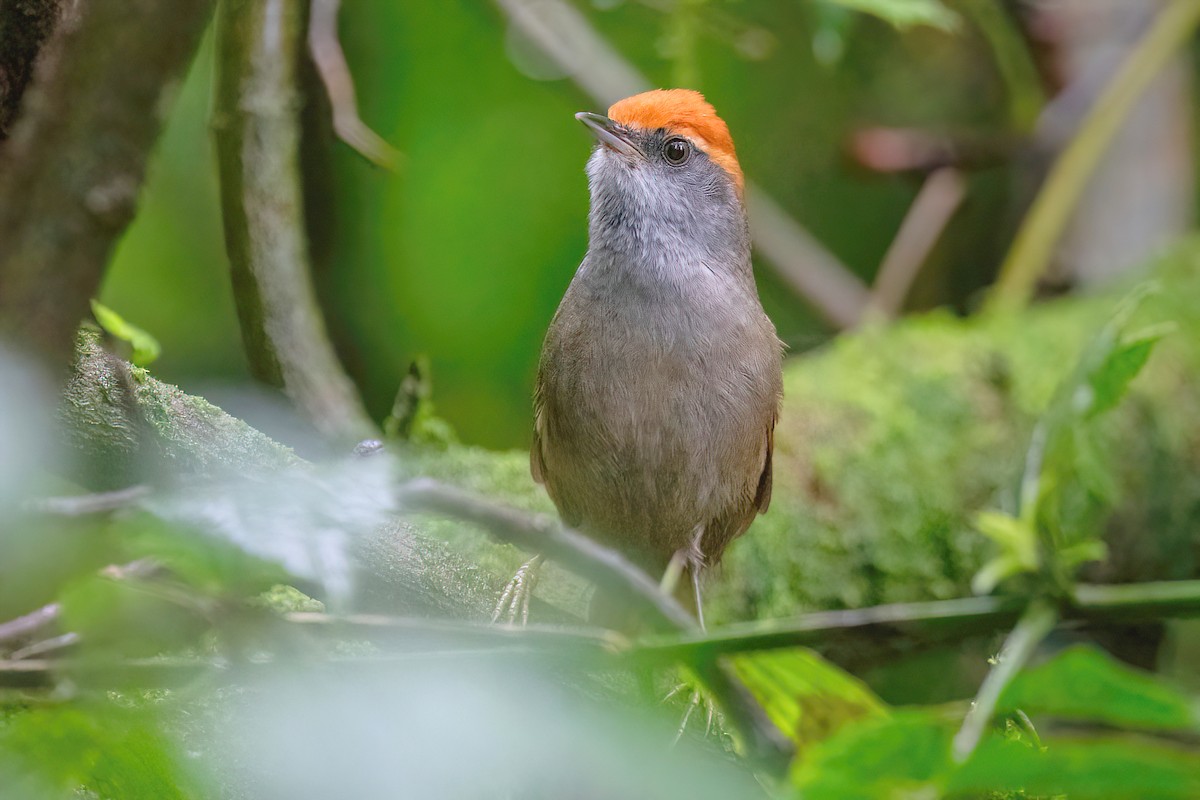 Rufous-capped Spinetail - ML620723470