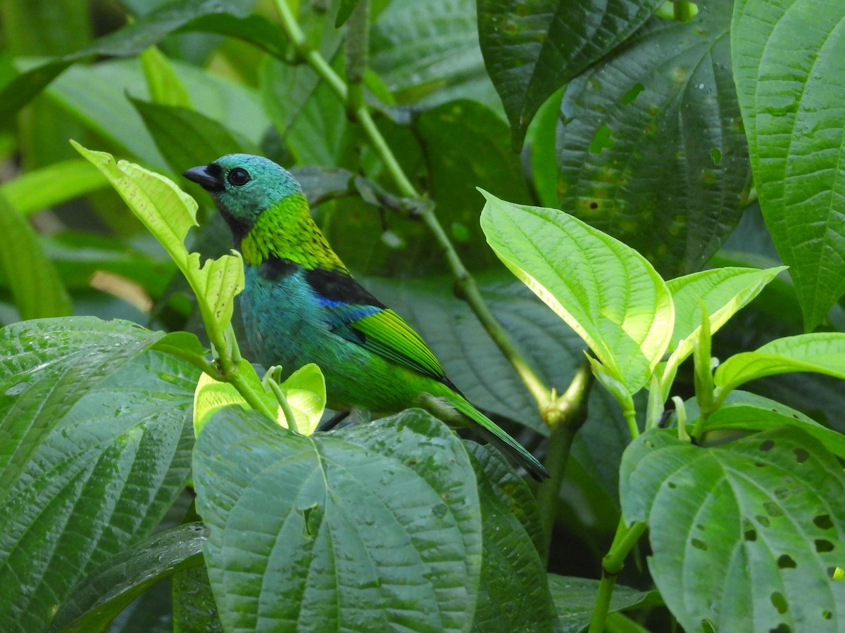 Green-headed Tanager - ML620723471