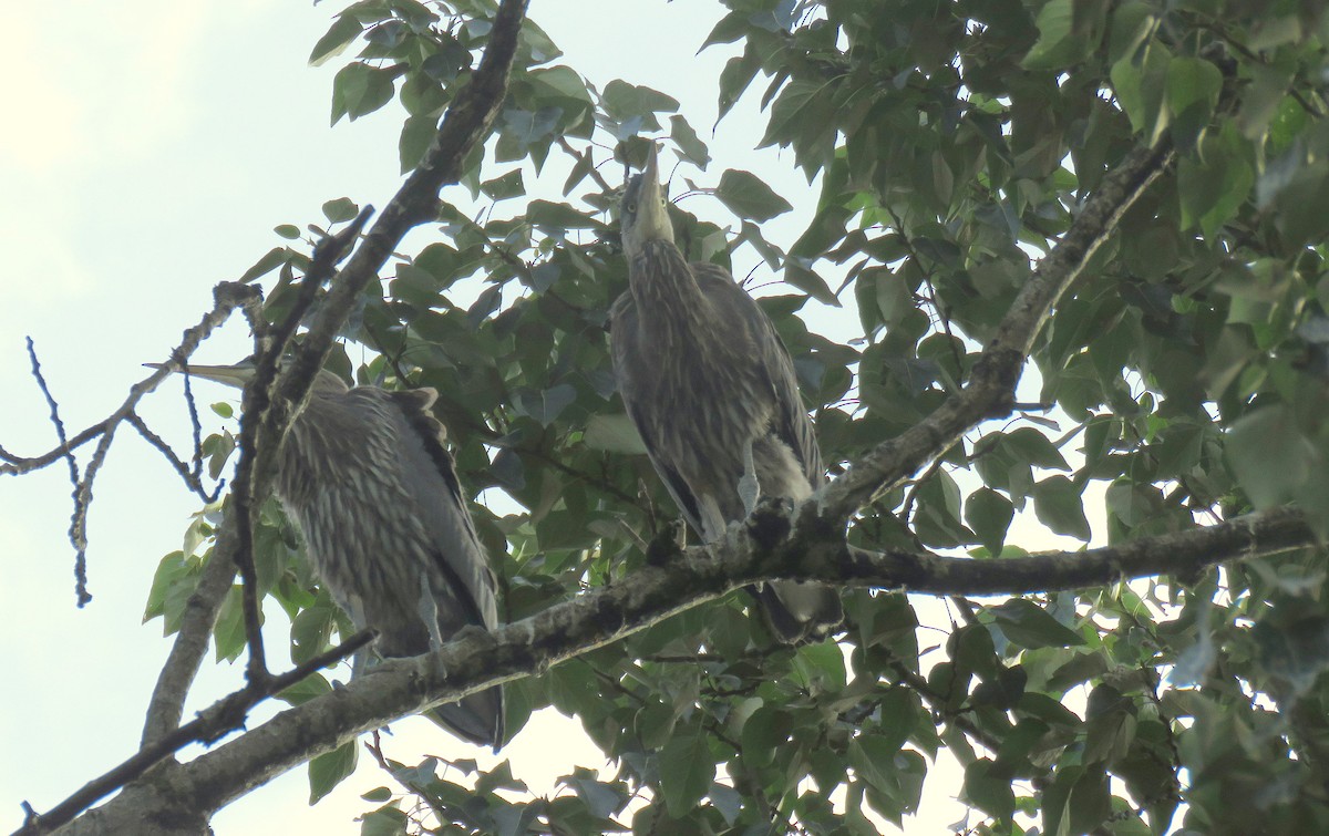 Great Blue Heron - ML620723473