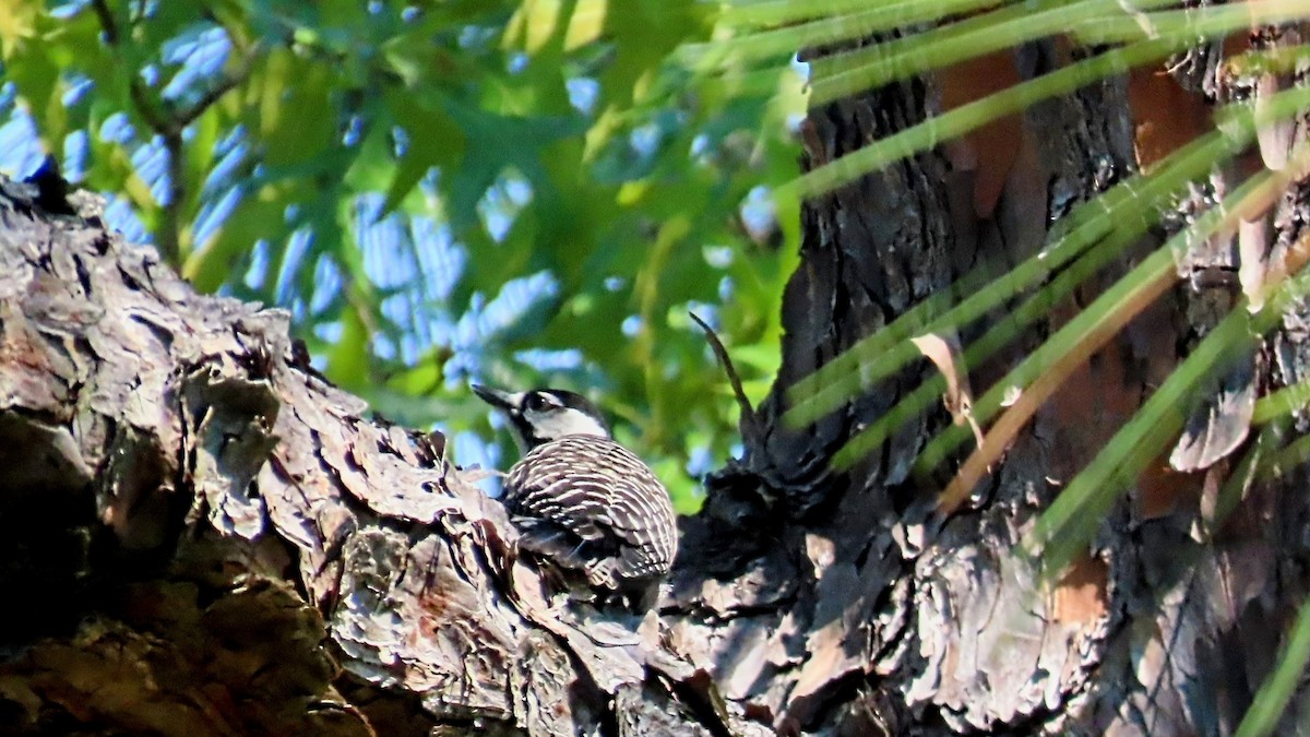 Red-cockaded Woodpecker - ML620723476