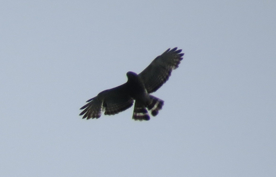 Broad-winged Hawk - ML620723477