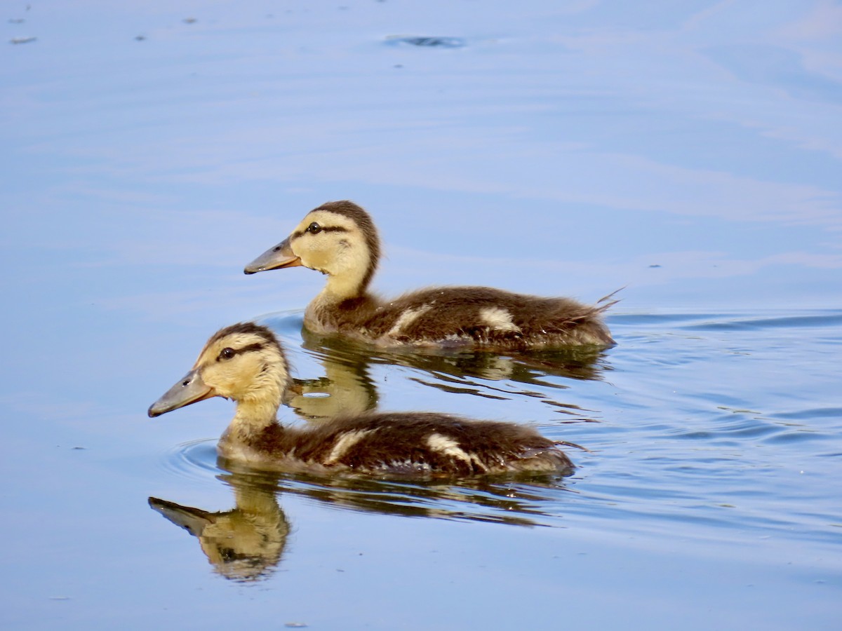 American Black Duck - ML620723493