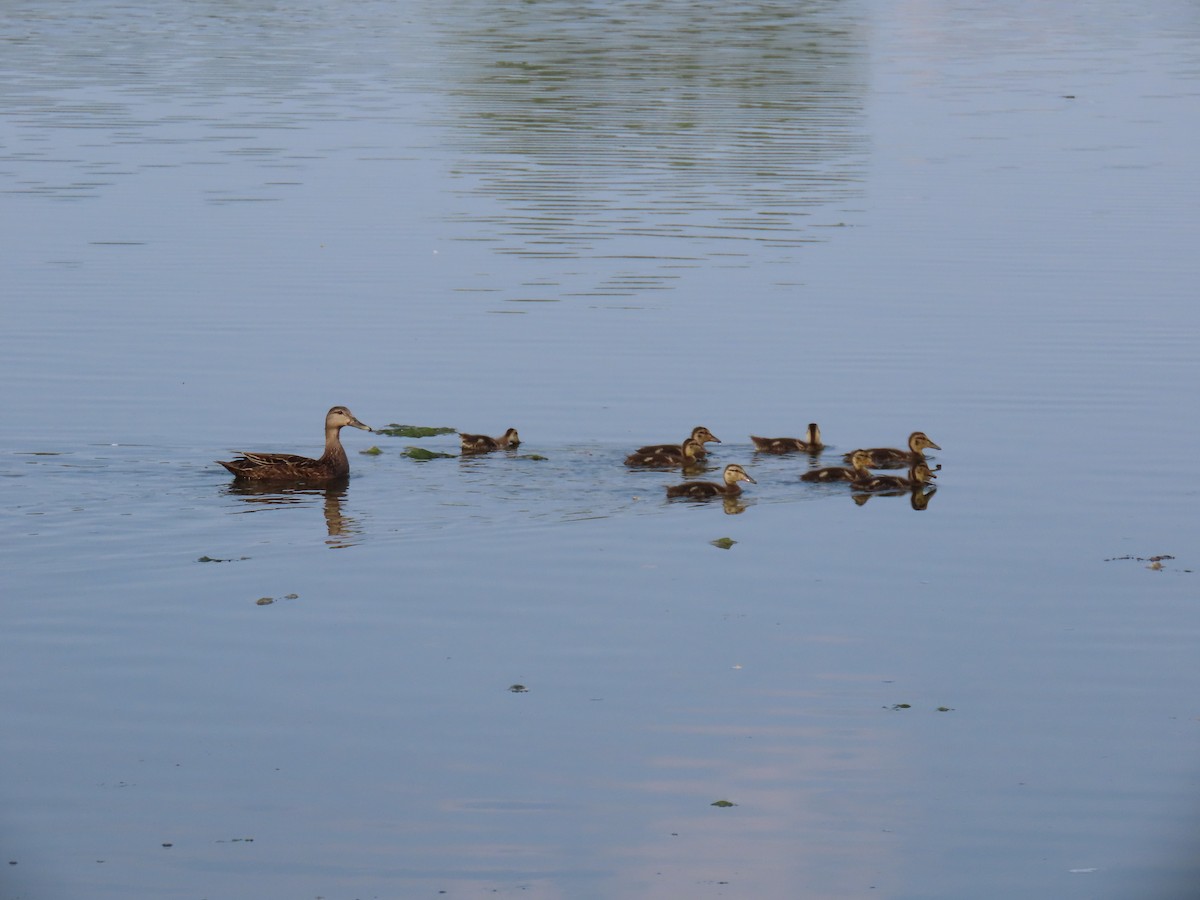 American Black Duck - ML620723495