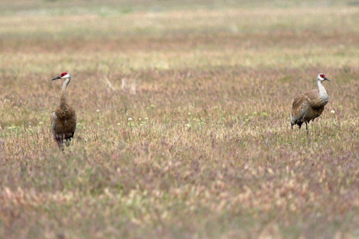 Sandhill Crane - ML620723498