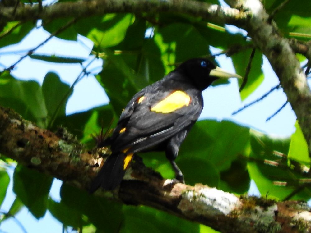 Yellow-rumped Cacique - ML620723520