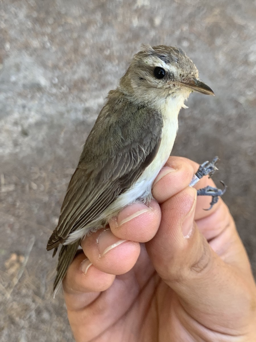 Warbling Vireo - ML620723528