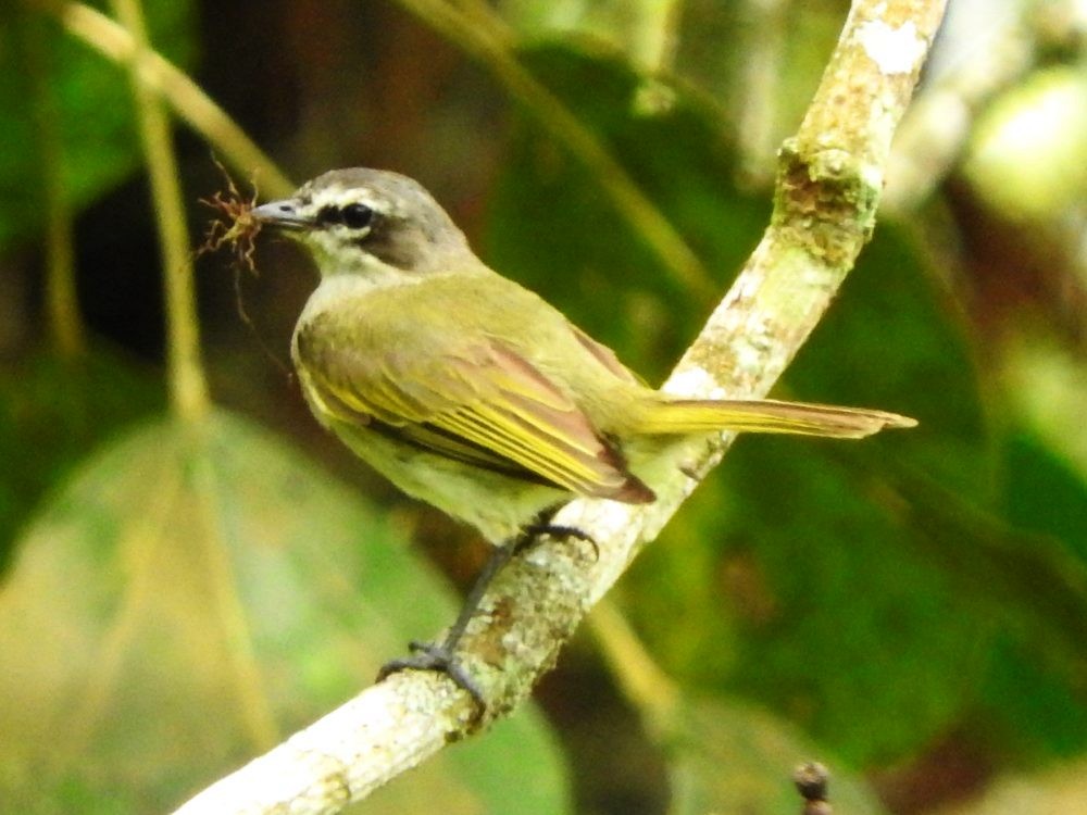 Venezuelan Tyrannulet - ML620723530