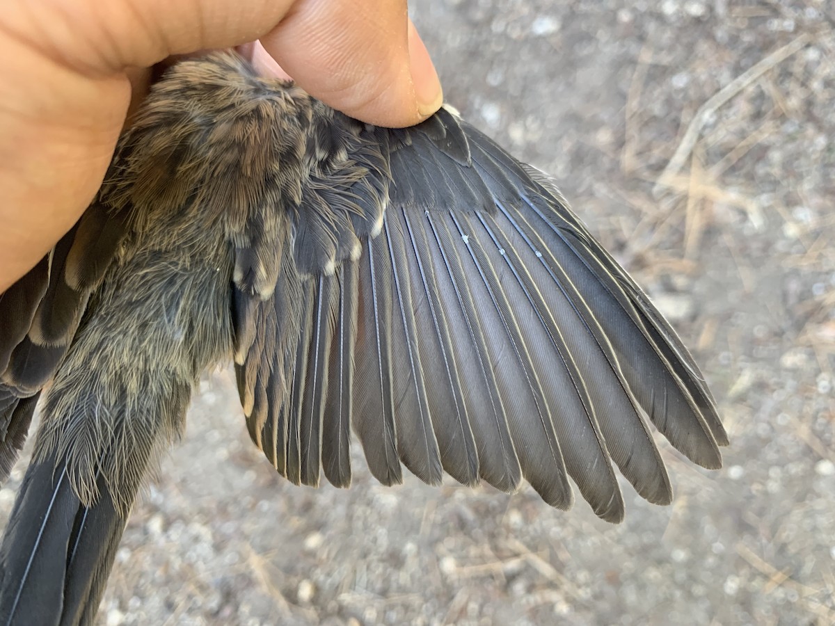 Dark-eyed Junco (Oregon) - ML620723532