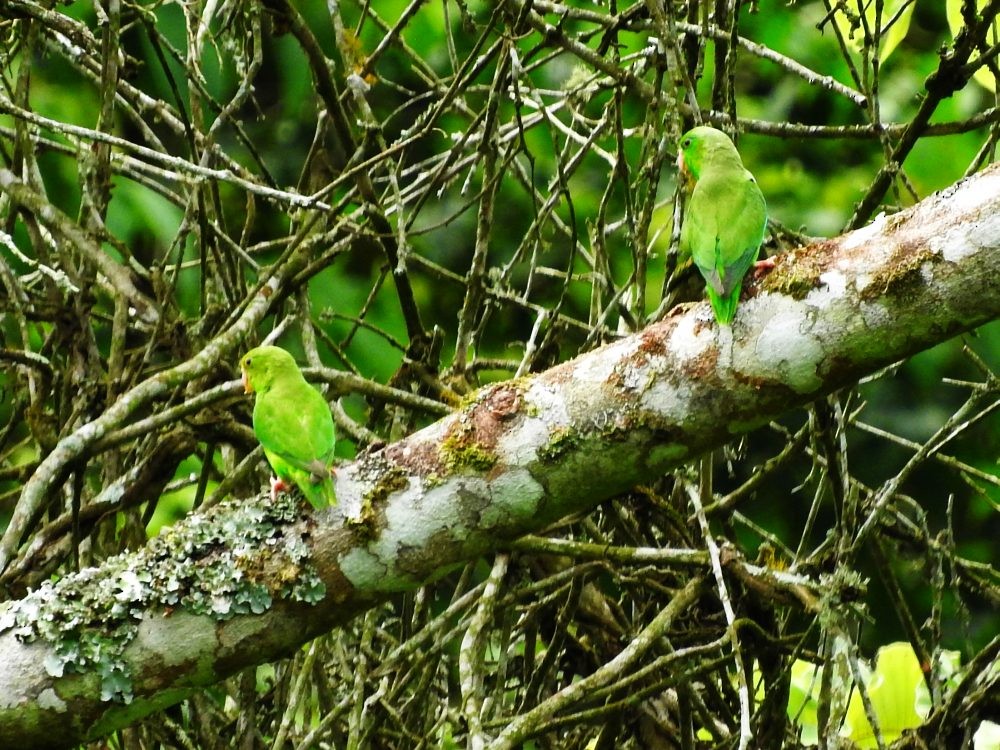 Green-rumped Parrotlet - ML620723543