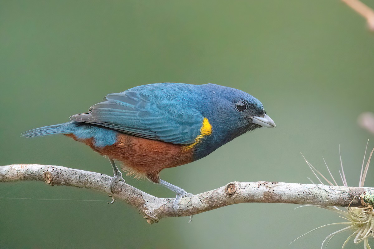 Chestnut-bellied Euphonia - ML620723545