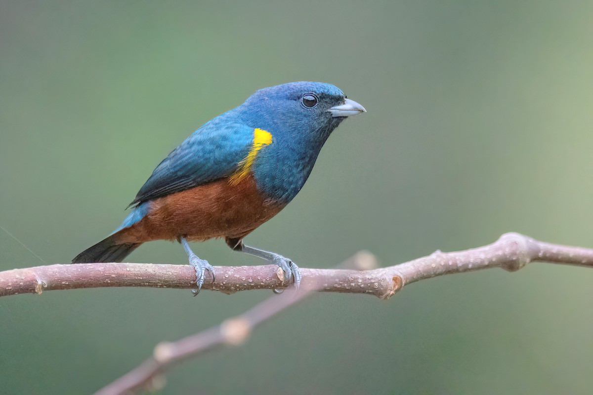 Chestnut-bellied Euphonia - ML620723546