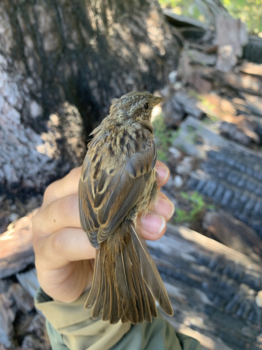 Song Sparrow - ML620723551