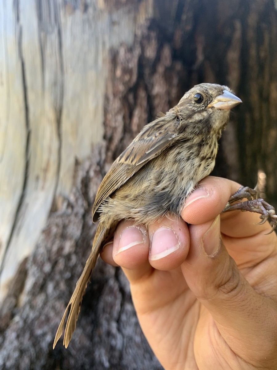 Song Sparrow - ML620723552