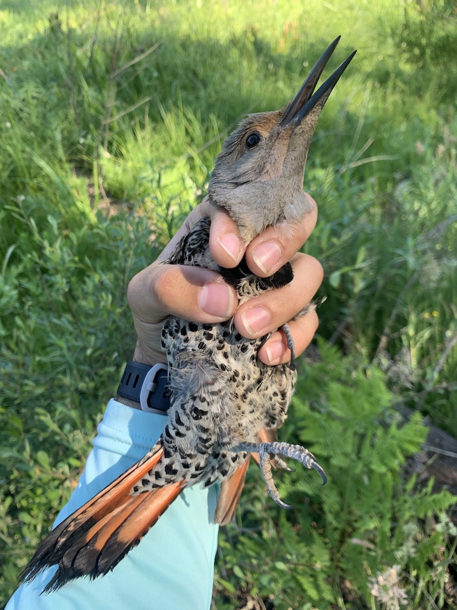 Northern Flicker (Red-shafted) - ML620723555